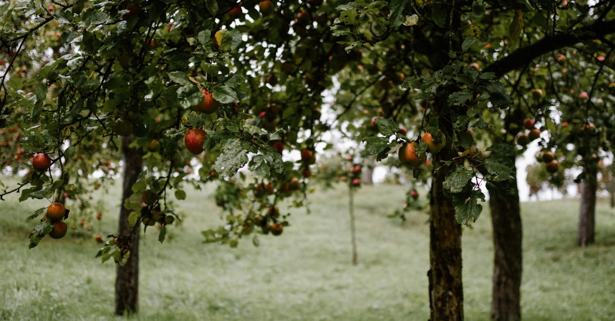 Huerto de frutas en Alsacia, Francia, origen de las mermeladas Confitures du Climont