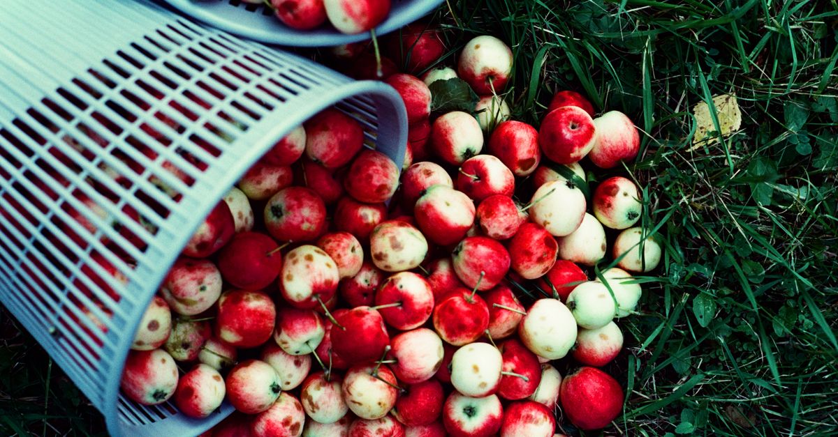 Recolección de fruta en huerto