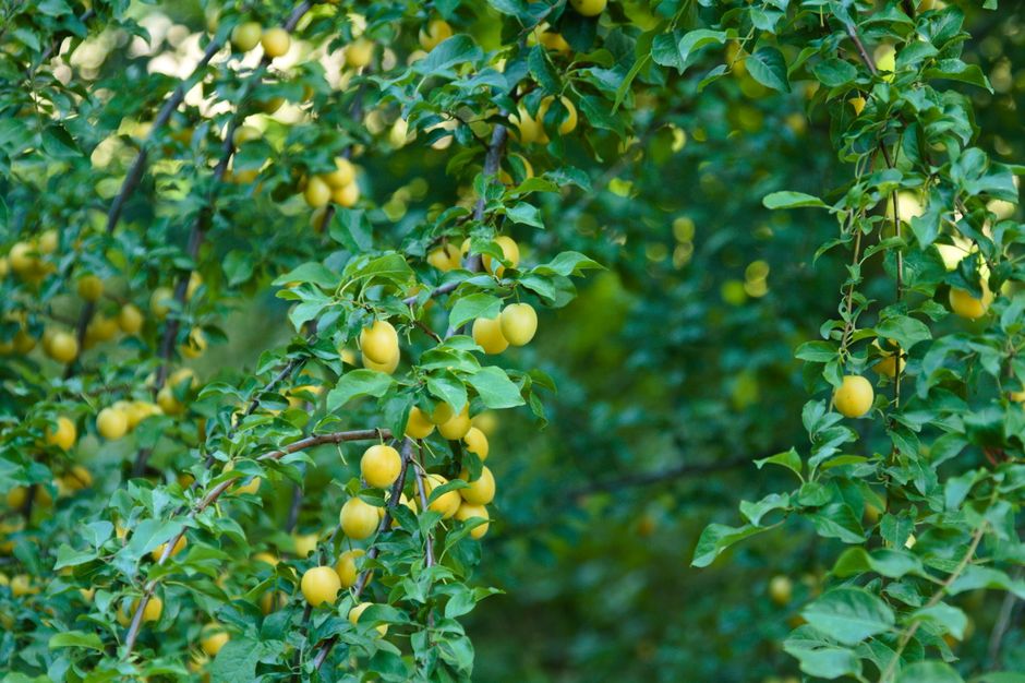 Mermelada de ciruela mirabel con canela